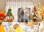 Tiny Teacup Tortoise Shell Female Persian - Persian Kitten For Sale - CA&comma; US