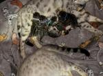 Storm and Chip litter - Bengal Kitten For Sale - Tallahassee&comma; FL&comma; US