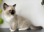 Bueatiful Ragdoll Girl - Ragdoll Kitten For Sale - Southwick&comma; MA&comma; US
