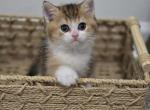 Googi - Scottish Straight Kitten For Sale - Levittown&comma; PA&comma; US