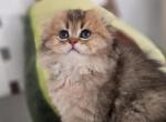 Gigi - Scottish Fold Kitten For Sale - Levittown&comma; PA&comma; US