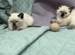 Siamese Mix Kittens - Siamese Kitten For Sale - Staten Island&comma; NY&comma; US