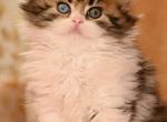 Leon - Scottish Straight Kitten For Sale - Warwick&comma; NY&comma; US