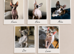Chiara&Hermes - Sphynx Kitten For Sale - Mount Prospect&comma; IL&comma; US