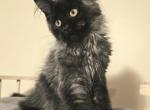 Gerdan Maine Coon male - Maine Coon Kitten For Sale - Seattle&comma; WA&comma; US