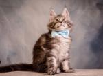 Valmont Maine Coon male - Maine Coon Kitten For Sale - 