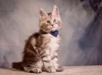 Vito Maine Coon male - Maine Coon Kitten For Sale - Seattle&comma; WA&comma; US