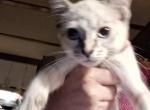 Marshmallow - Siamese Kitten For Sale - South Lyon&comma; MI&comma; US