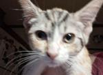 Pepper - Domestic Kitten For Sale - South Lyon&comma; MI&comma; US