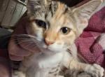 Patch - Domestic Kitten For Sale - South Lyon&comma; MI&comma; US