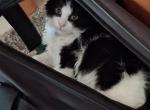 Oscar - Domestic Kitten For Sale - South Lyon&comma; MI&comma; US