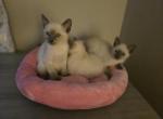Purebred Siamese Kittens - Siamese Kitten For Sale - 