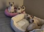 Blue lilac point Siamese Kittens - Thai Kitten For Sale