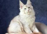 Kaplan - Maine Coon Kitten For Sale - Miami&comma; FL&comma; US