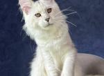 Kamil - Maine Coon Kitten For Sale - Hollywood&comma; FL&comma; US