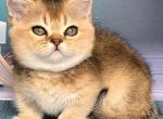 Crumble - Munchkin Kitten For Sale - Pembroke Pines&comma; FL&comma; US