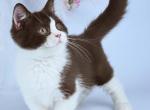 Ilyha - Minuet Kitten For Sale - Norwalk&comma; CT&comma; US
