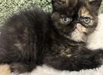 Doobie - Exotic Kitten For Sale - Poplarville&comma; MS&comma; US