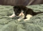 Fluffy - Persian Kitten For Sale - Poplarville&comma; MS&comma; US