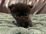 Robby - Exotic Kitten For Sale - Poplarville&comma; MS&comma; US