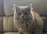 Zoe - British Shorthair Kitten For Sale - Englewood&comma; NJ&comma; US