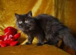 Buster - Scottish Straight Kitten For Sale - North Richland Hills&comma; TX&comma; US