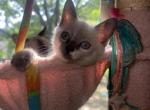 Ten week old female Ragdoll - Ragdoll Kitten For Sale - Providence&comma; RI&comma; US