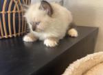 Susan - Ragdoll Kitten For Sale - San Diego&comma; CA&comma; US