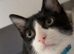 romeo - American Longhair Kitten For Adoption - Fremont&comma; CA&comma; US