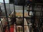 Kittens in need of a new home - American Shorthair Kitten For Sale - South Gate&comma; CA&comma; US