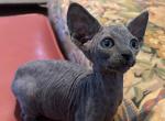 Astro - Sphynx Kitten For Sale - 
