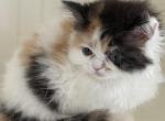 Cali - Ragdoll Kitten For Sale - 