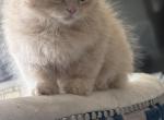 RagdollCherubim - Ragdoll Kitten For Sale - 