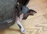 Amara - Sphynx Kitten For Sale - Canton&comma; OH&comma; US