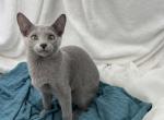 Tony - Russian Blue Kitten For Sale - Phoenix&comma; AZ&comma; US