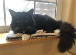 Mr Darcy cat of FirCountry Siberians - Siberian Cat For Sale/Retired Breeding - 