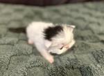 Humphrey - Persian Kitten For Sale - Poplarville&comma; MS&comma; US