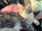 Dbe poly male MC - Maine Coon Kitten For Sale - Chicago&comma; IL&comma; US