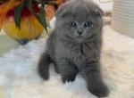 Scottish fold teddy bear - Scottish Fold Kitten For Sale - Davenport&comma; FL&comma; US