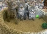 Mixed breed kittens - British Shorthair Kitten For Sale - East Earl&comma; PA&comma; US