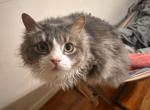 Luna Periwinkle - Maine Coon Cat For Sale - Brooklyn&comma; NY&comma; US