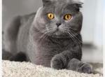 Blue - Scottish Fold Kitten For Sale - Davenport&comma; FL&comma; US
