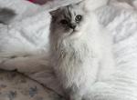 Blue spotted Scottish Fold lh - Scottish Fold Kitten For Sale - City Of Spokane Valley&comma; WA&comma; US