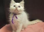 Wendy's Litter Sarah - Ragdoll Kitten For Sale - 
