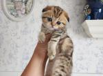 Scottish Fold Mario - Scottish Fold Kitten For Sale - Lincoln&comma; NE&comma; US