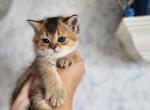 Scottish Stright Spike - Scottish Fold Kitten For Sale - Lincoln&comma; NE&comma; US