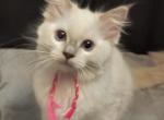 Wendy's Litter Nancy - Ragdoll Kitten For Sale - 