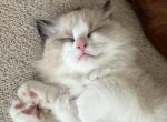 Nala - Ragdoll Kitten For Sale - Prairieville&comma; LA&comma; US
