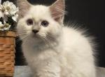 Wendy's Litter Timmathy - Ragdoll Kitten For Sale - 