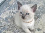 Lily - Siamese Kitten For Sale - Catasauqua&comma; PA&comma; US